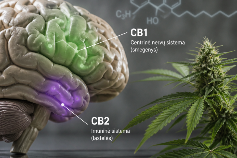 CB1 ir CB2 receptoriai: ką svarbu žinoti?